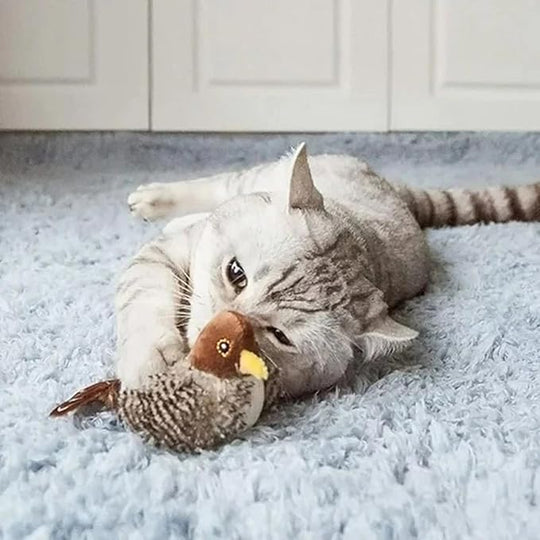 Cat Toy Image