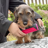 Pet Hair Removal Brush