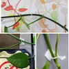 Self-Adhesive Plant Wall Clips (50pcs)