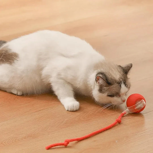 Cat Toy Image