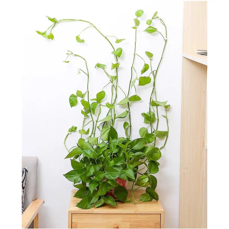 Self-Adhesive Plant Wall Clips (50pcs)